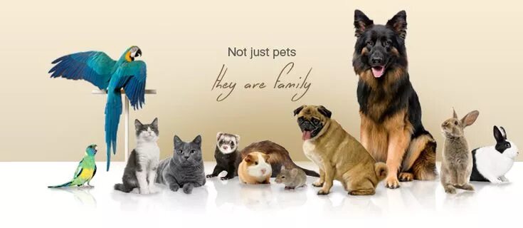 Акция фото с домашним животным Pin by Vismay Ruben on Pets Animal logo, Pet shop, Art reference