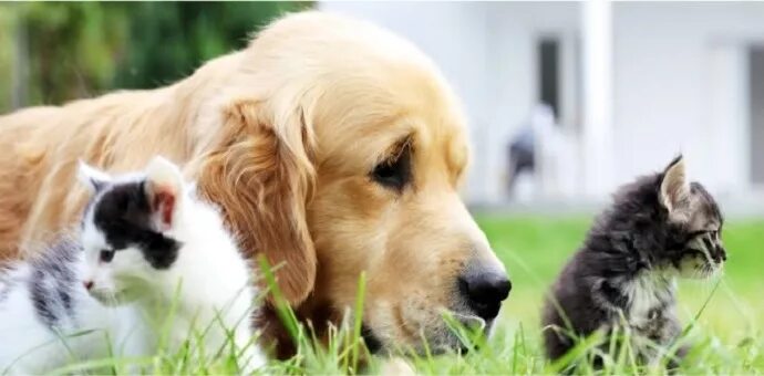 Акция фото с домашним животным Отзывы о "Hartland Animal Hospital", штат Висконсин, Уокешо-Каунти, Виллидж-оф-Х