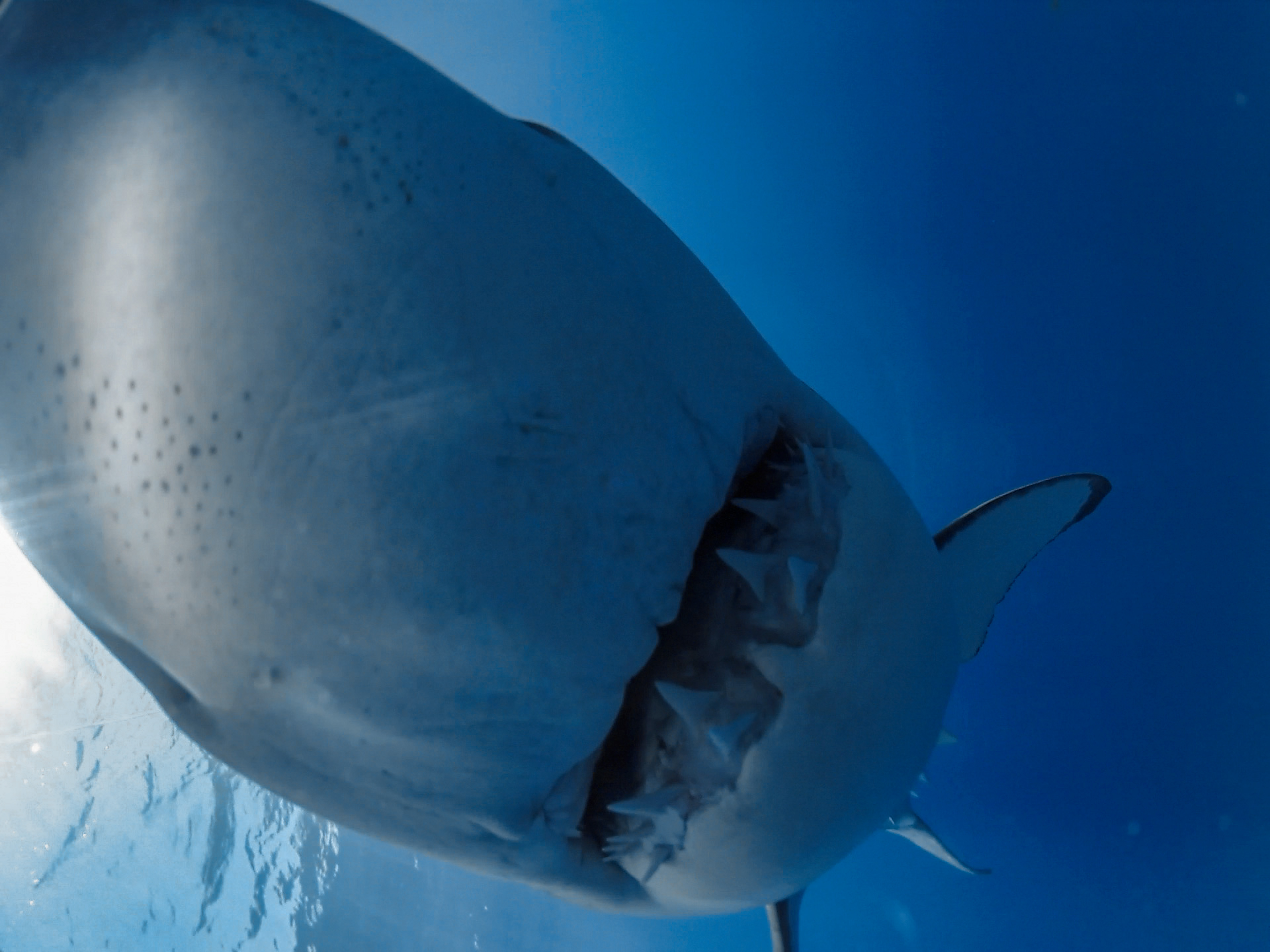 Акул фото небо Wallpaper : travel, blue, closeup, Mexico, island, underwater, wildlife, teeth, 