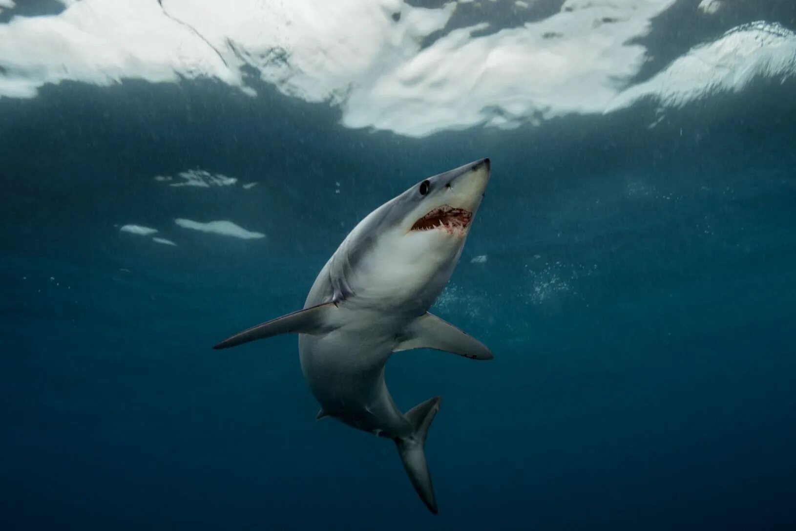 Акул фото небо Can the Ocean’s Fastest Shark Outswim Our Appetite for It? Shark pictures, Short