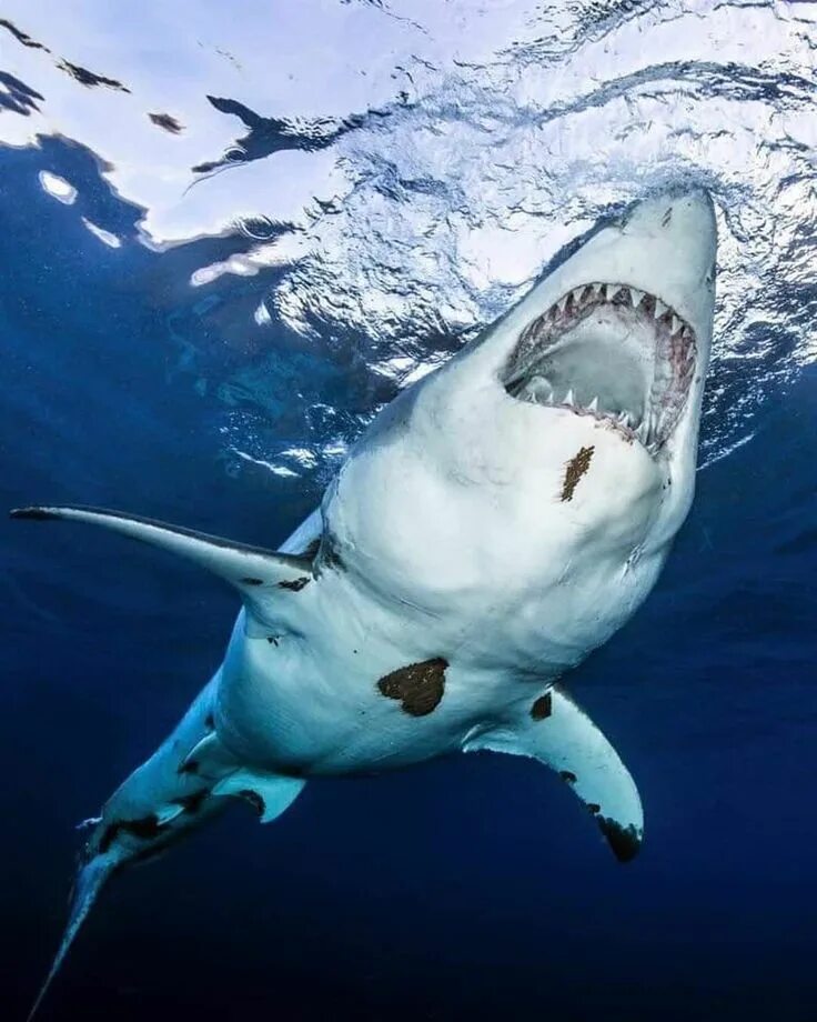 Акул фото небо Shark Dailys on Instagram: "Please doubletab and tag a Friend below Follow us @s