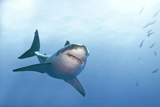 Акул фото небо White Shark Изображения премиум-класса: просматривайте стоковые фотографии, вект