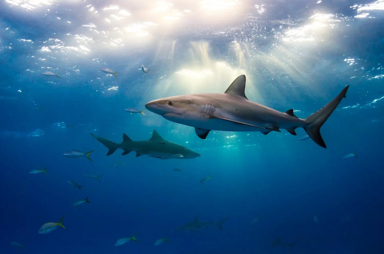 Акул фото небо Shark Facts: Habitat, Behavior, Diet