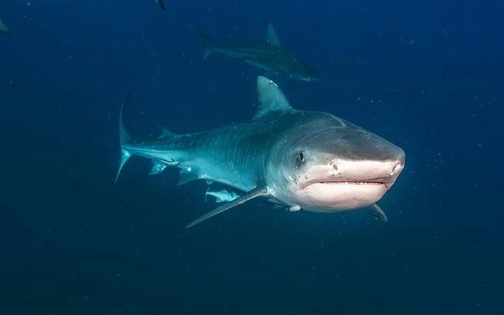 Акул фото небо Download wallpapers white shark, ocean, underwater world, predator, dangerous sh