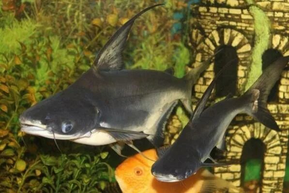 Акула балу аквариумная рыбка фото Сом Пангасиус Высокоплавничный (Pangasius sanitwongsei, англ. Paroon Shark) купи