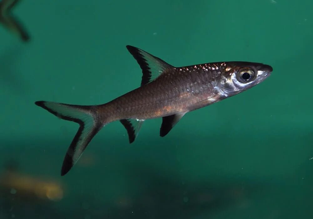 Акула балу аквариумная рыбка фото Акулий Балу (Balantiocheilus melanopterus)