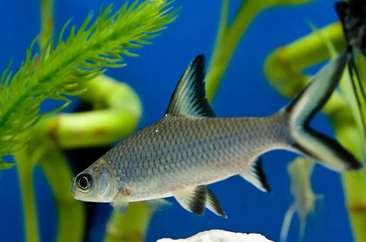 Акула балу аквариумная рыбка фото АКУЛИЙ БАЛУ - Balantiocheilos melanopterus 5-6см