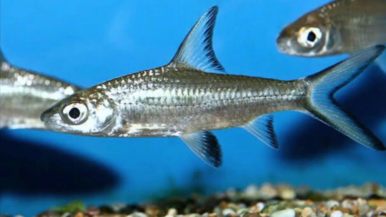 Акула балу аквариумная рыбка фото Lovely Silver Sharks At Planet Earth Aquarium Mysore - YouTube