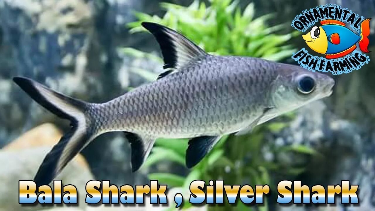 Акула балу аквариумная рыбка фото Bala Shark is also known - Silver Shark , Tricolor Shark , sharkminnow - YouTube