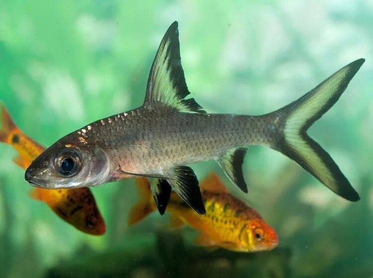 Акула балу аквариумная рыбка фото Should You Put Bala Shark in Your Aquarium? Fish tank decorations, Salt water fi
