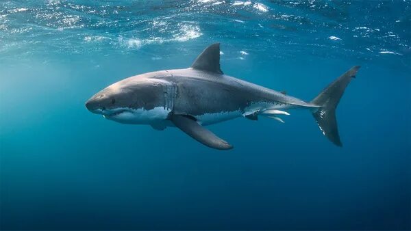 Акула фото животного в хорошем качестве Shark Rober Sky.com
