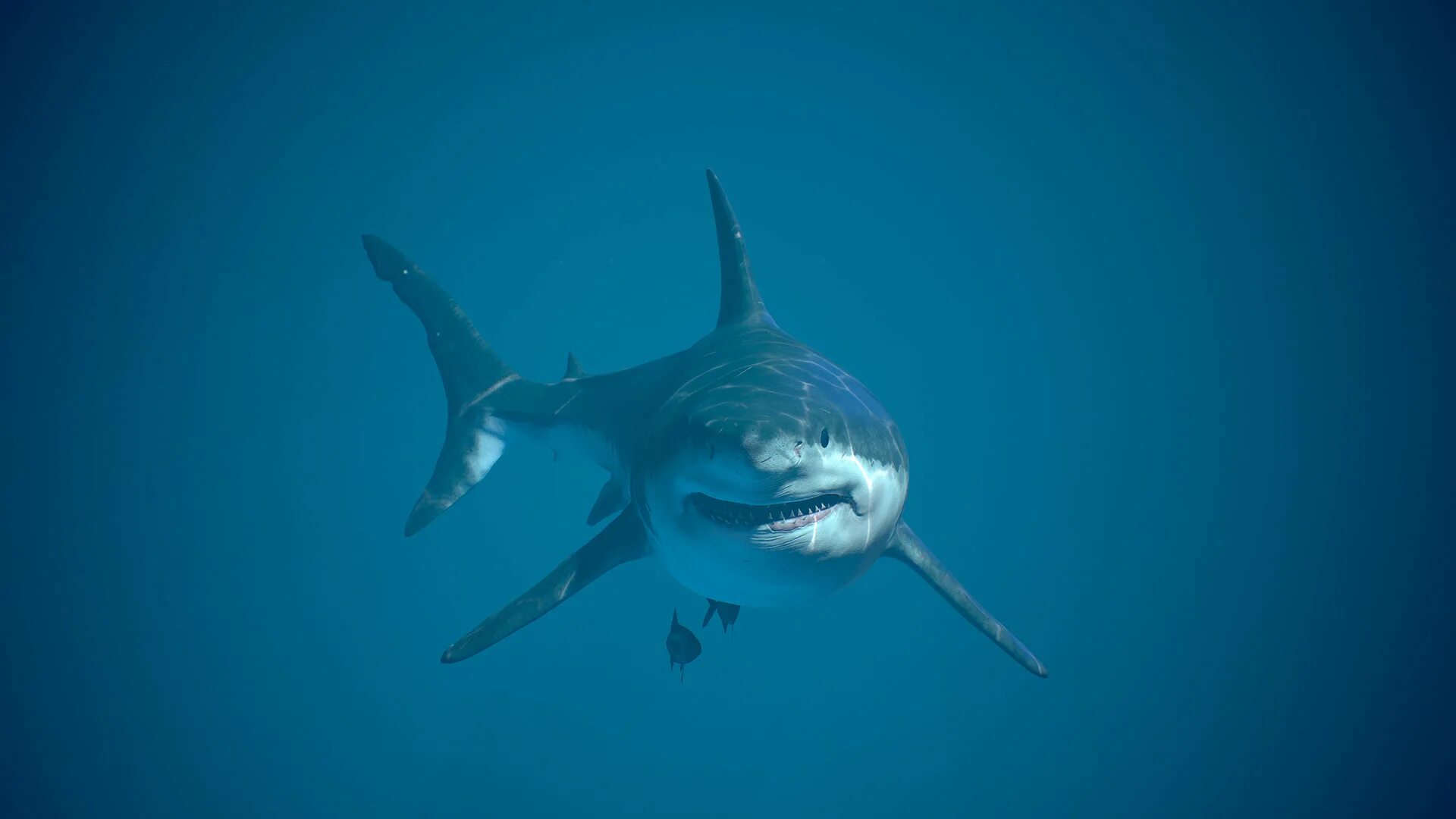 Акула фото животного в хорошем качестве ArtStation - Great white shark