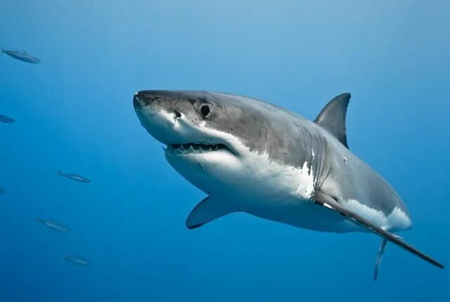 Акула фото животного в хорошем качестве 7 Clever Hunting Tricks Used in the Animal Kingdom in 2023 Great white shark, Wh