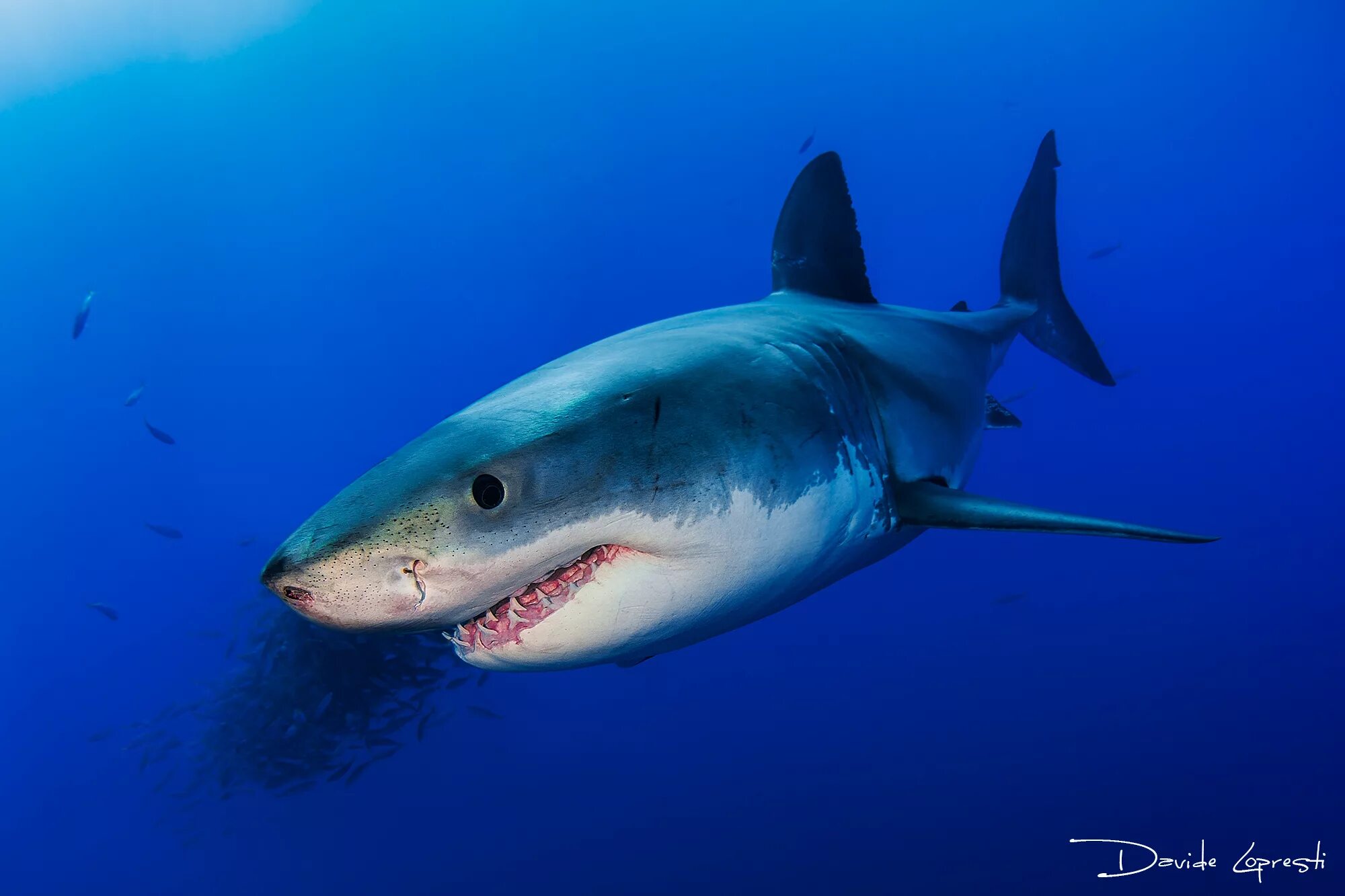 Акула фото животного в хорошем качестве Great withe shark JuzaPhoto