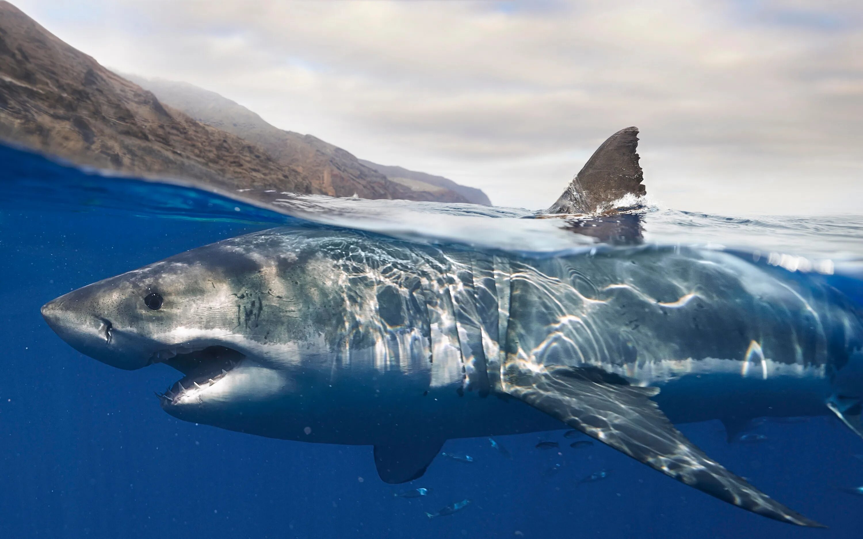 Акула фото животного в хорошем качестве Evidence Shows White Sharks And Large Squid Showdowns In Mexico