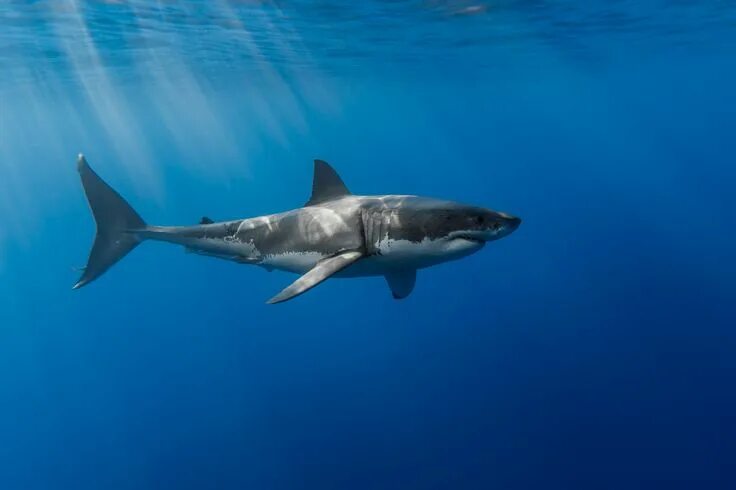 Акула фото животного в хорошем качестве "Micks" at the surface White sharks, Great white shark, Shark background