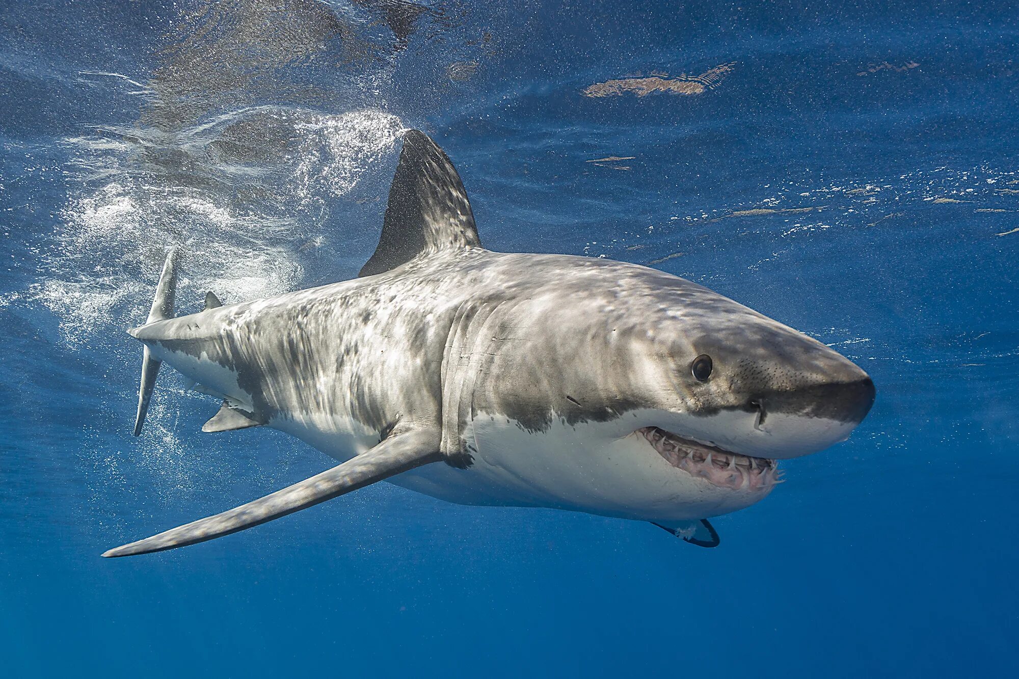 Акула фото животного в хорошем качестве Great white sharks have 'toxic' heavy metals in their blood