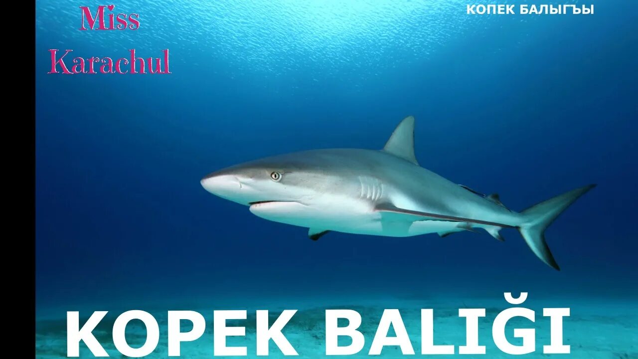 Акула фото животного в хорошем качестве KÖPEK BALIĞI. EMİNE ÜSEİN - YouTube
