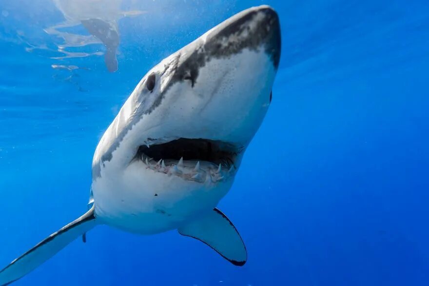 Акула фото животного в хорошем качестве I Photograph The Great White Sharks Of Isla De Guadalupe Great white shark, Shar