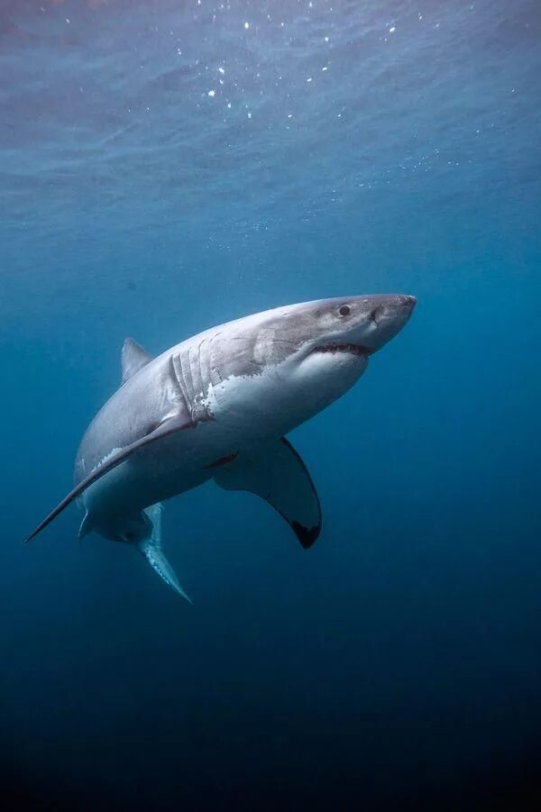 Акула фото животного в хорошем качестве Earthjustice on Twitter Shark pictures, Cool sharks, Ocean animals