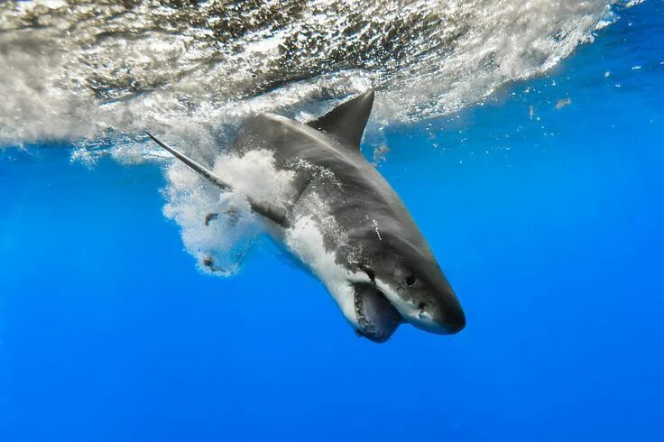Акула фото животного в хорошем качестве I Photograph The Great White Sharks Of Isla De Guadalupe Great white shark divin