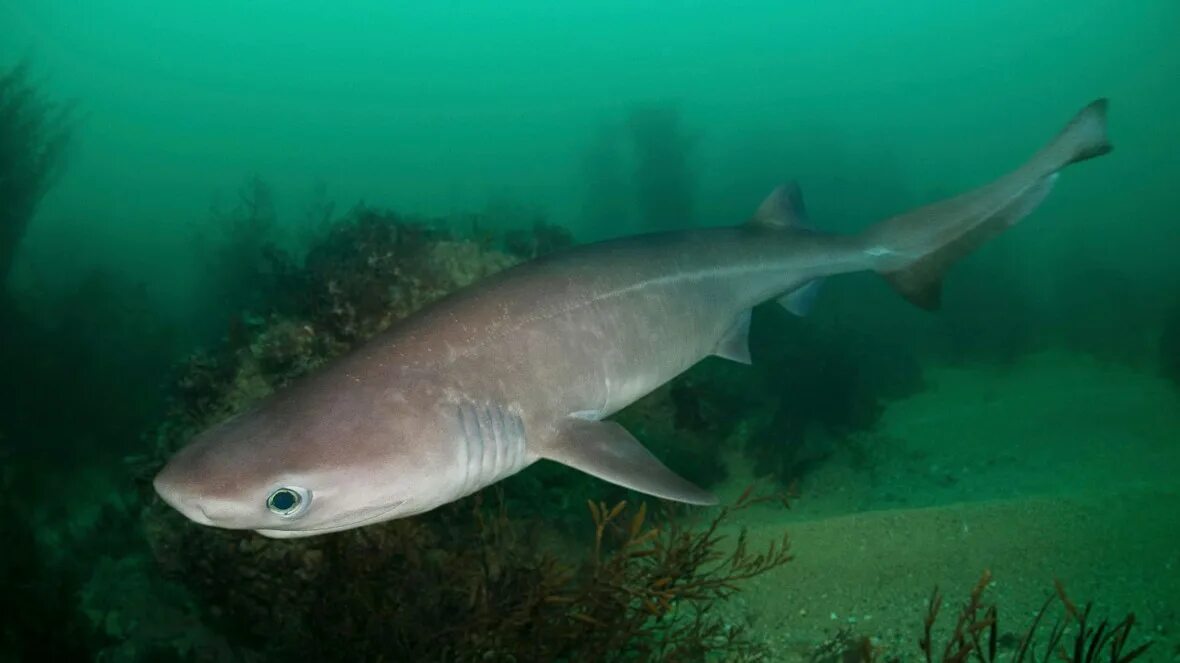 Акула катран в черном море фото Biting back at shark hunters Ireland The Sunday Times