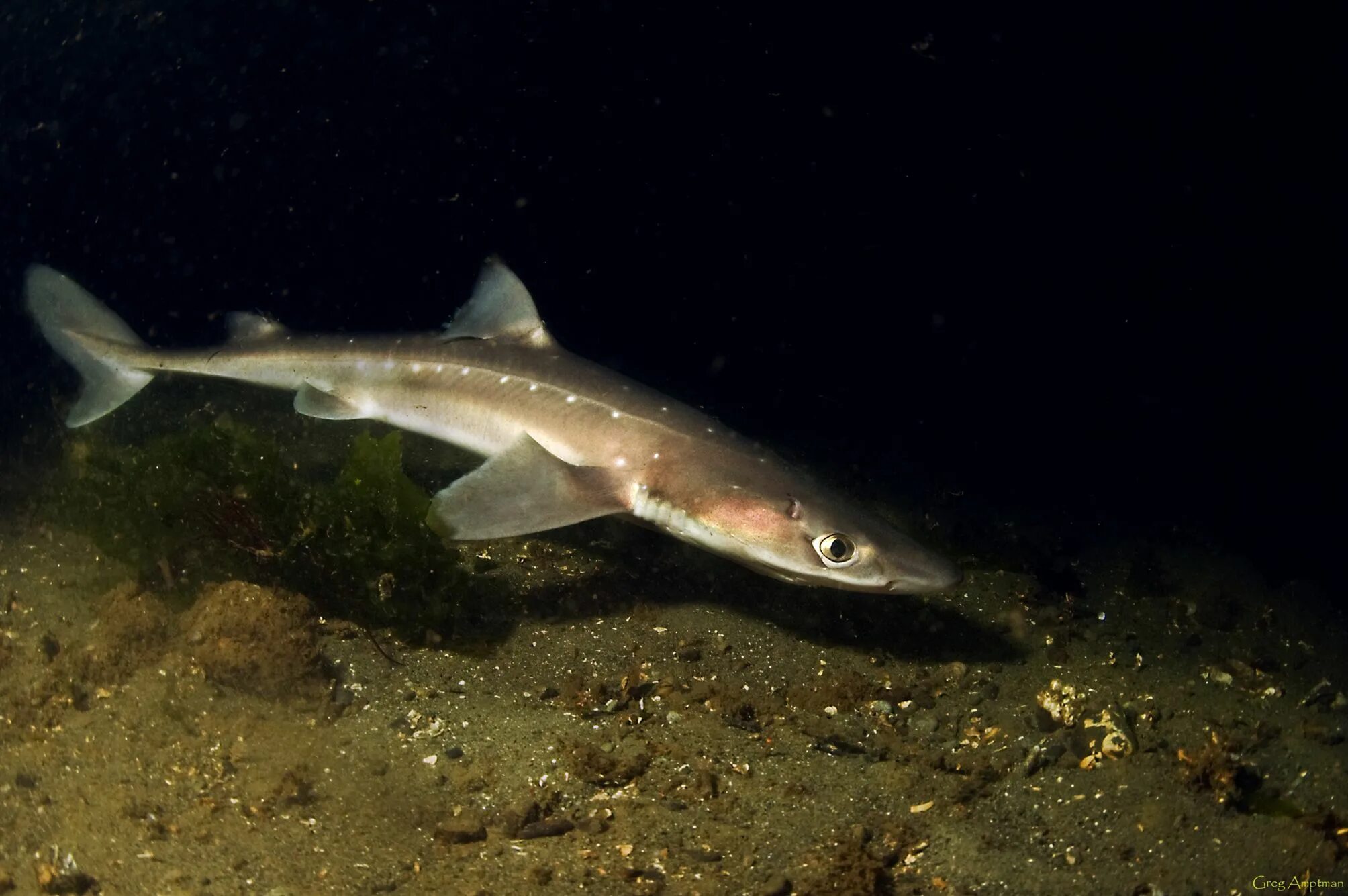 Акула катран в черном море фото The spiny dogfish, spurdog, mud shark, or piked dogfish, Squalus acanthias