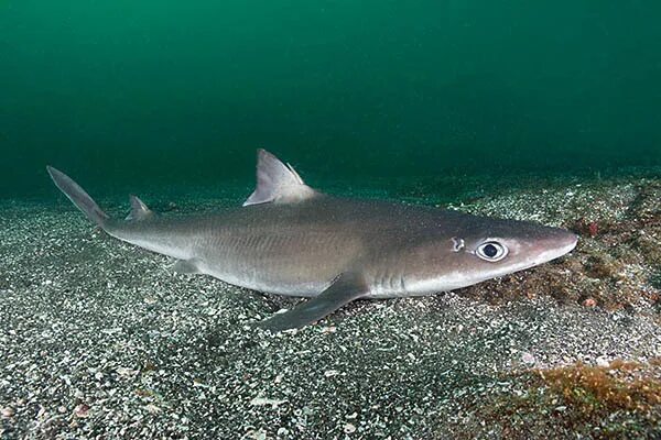 Акула катран в черном море фото В Черном море найден огромный катран Вестник Кавказа
