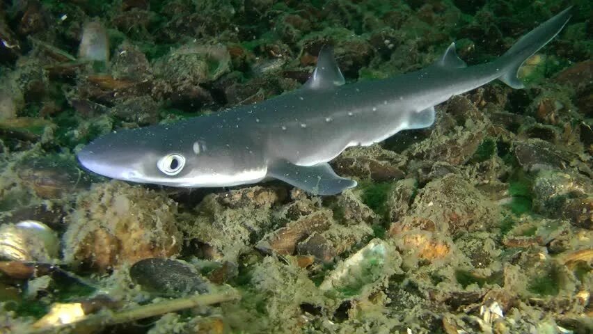 Акула катран в черном море фото Squalus Acanthias, Piked Dogfish, smallest sharks (link attached). Types of shar
