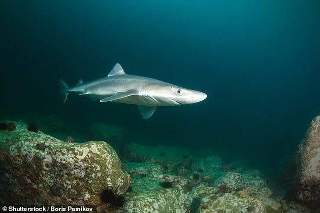 Акула катран в черном море фото HEALTH NOTES: How sharks aid Parkinson’s patients Types of sharks, Shark, Big sh