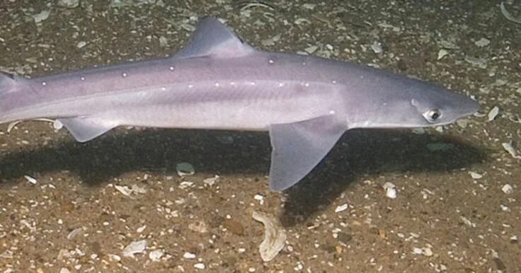 Акула катран в черном море фото What killed the sharks off Lavallette? Dogfish shark, Spiny dogfish, Shark