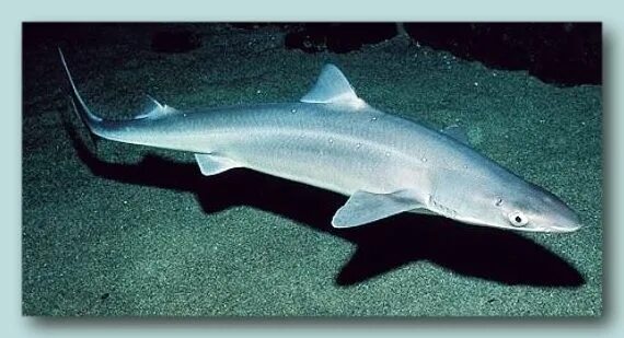 Акула катран в черном море фото Pin on Sharks & Rays Elasmobranchii Dogfish shark, Zoo animals photos, Spiny dog