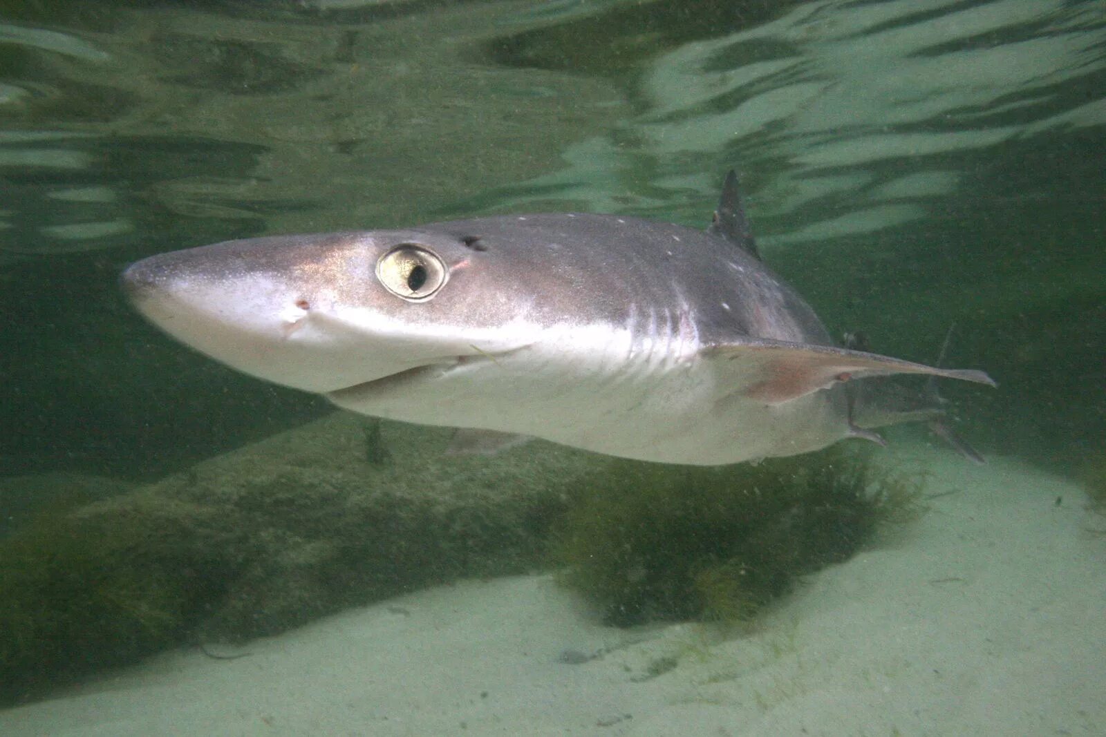 Акула катран в черном море фото Картинки по запросу Катран глаз Pets, Fish pet, Animals