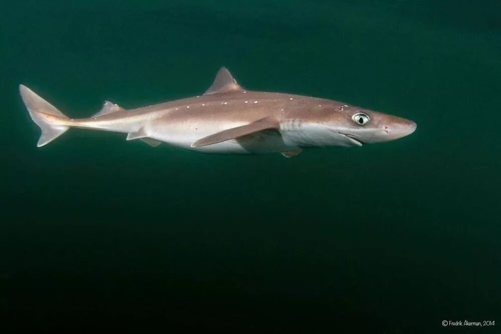 Акула катран в черном море фото Squalus acanthias Shark-References