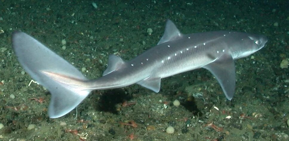 Акула катран в черном море фото Файл:Spiny dogfish.jpg - Википедия