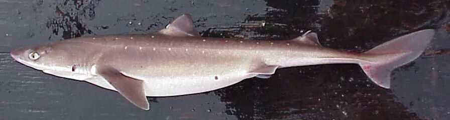 Акула катран в черном море фото Файл:Squalus acanthias2.jpg - Википедия