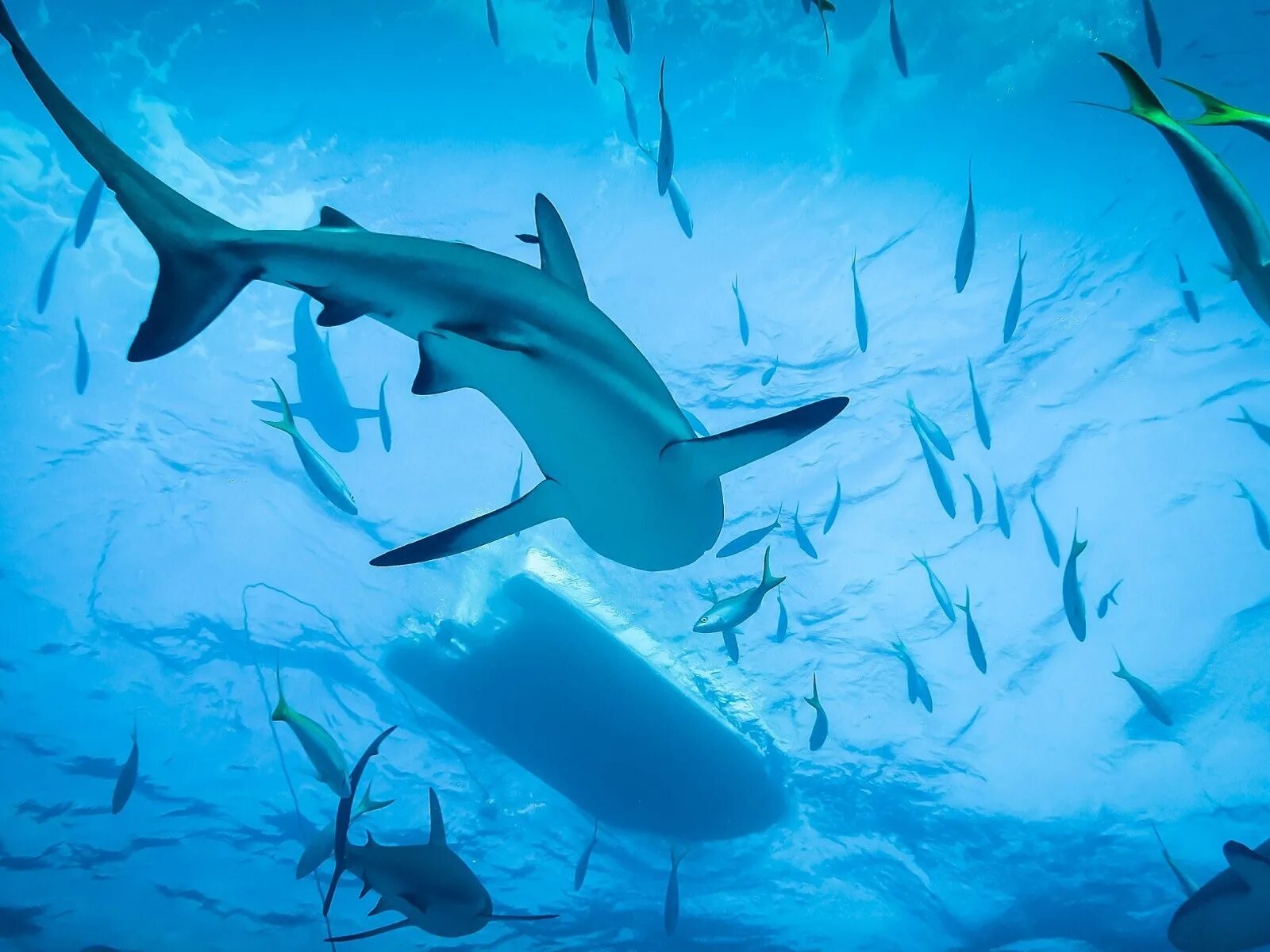 Акула под водой фото Скачать обои Shark, Ocean, Diving, раздел настроения в разрешении 1600x1200