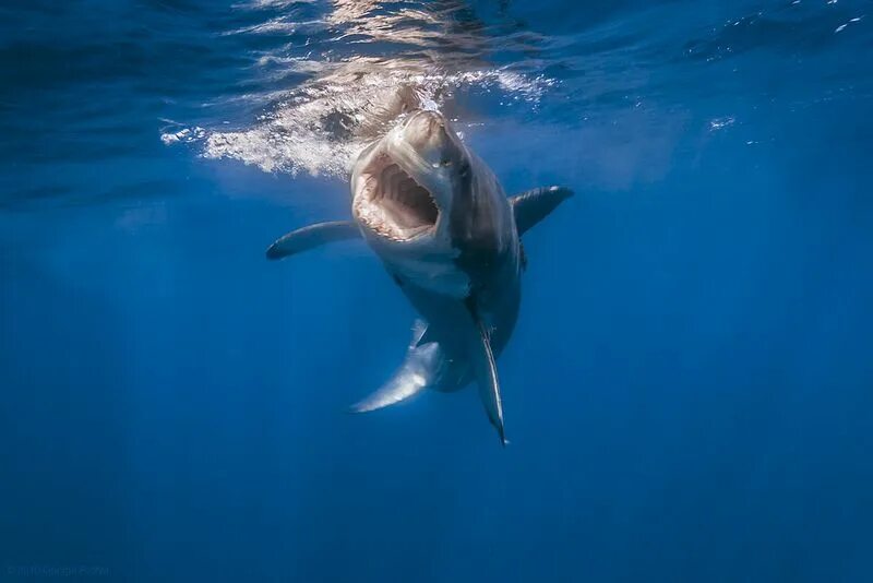 Акула под водой фото The Opera Singer Amazing hd wallpapers, Shark, Great white shark