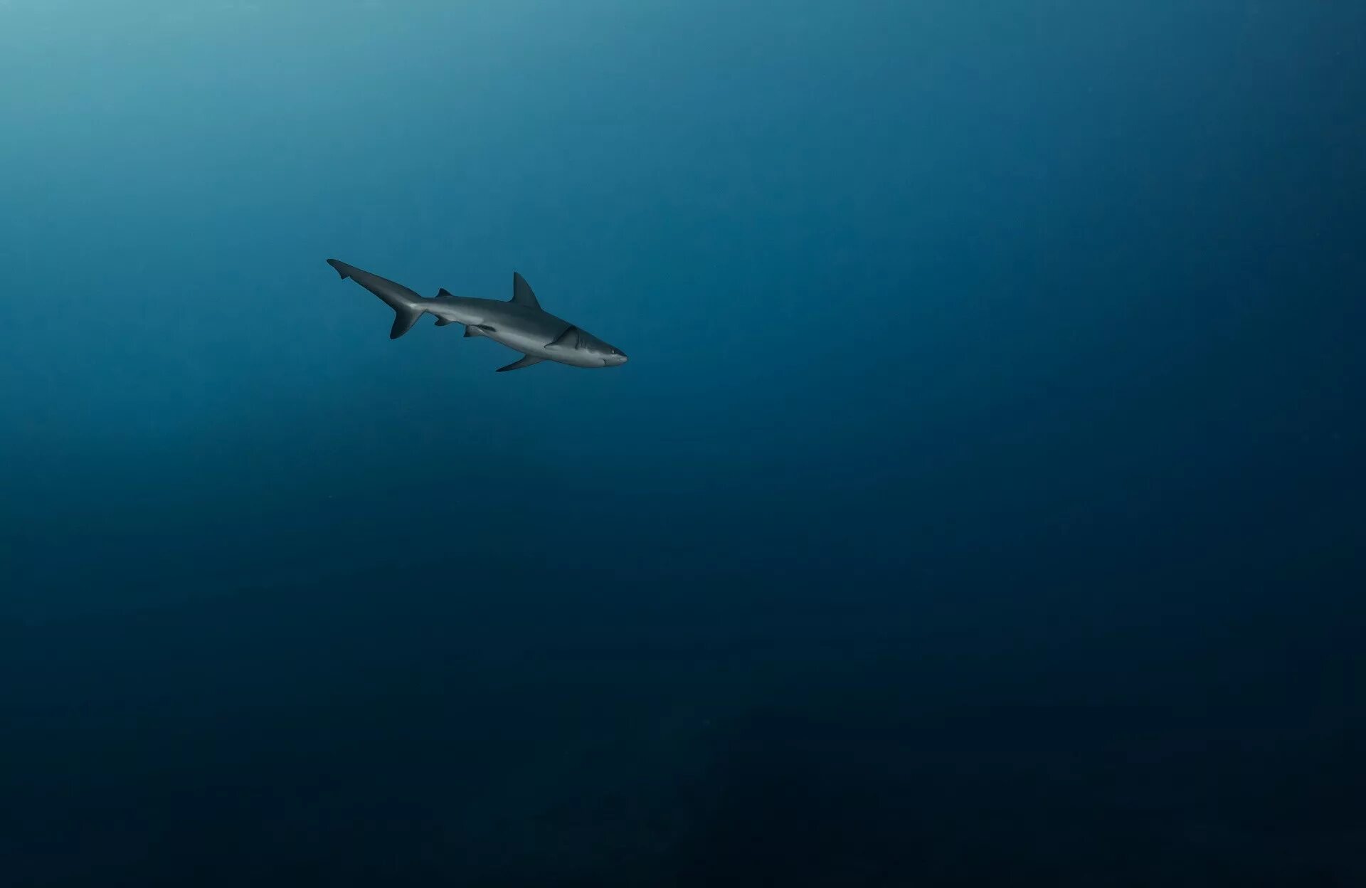Акула под водой фото Wallpaper : animals, sea, shark, underwater, ocean, marine biology, cartilaginou