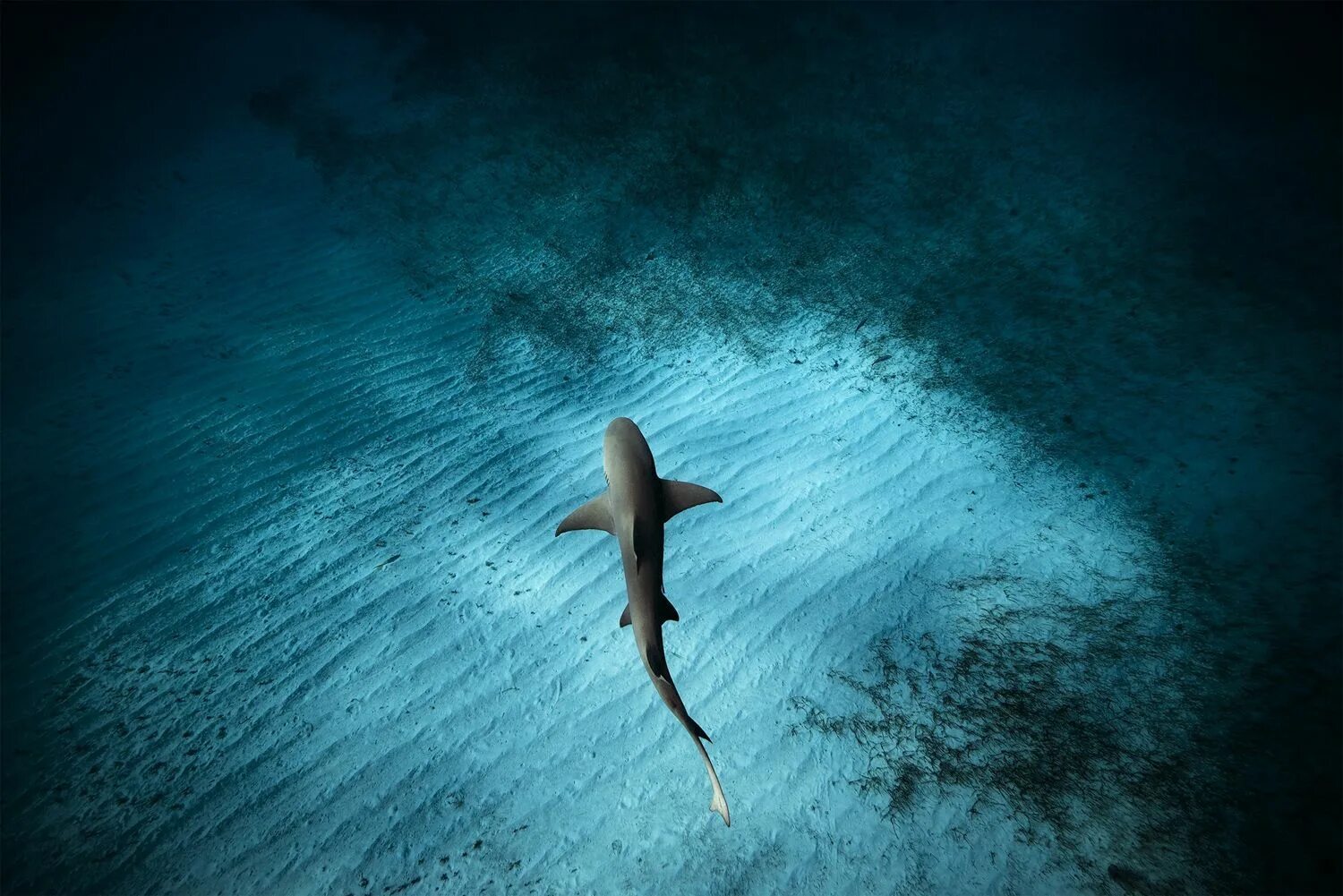 Акула под водой фото Swimming with Sharks in the Bahamas