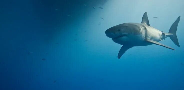 Акула под водой фото Sharks: Understanding the Importance of Size and Species