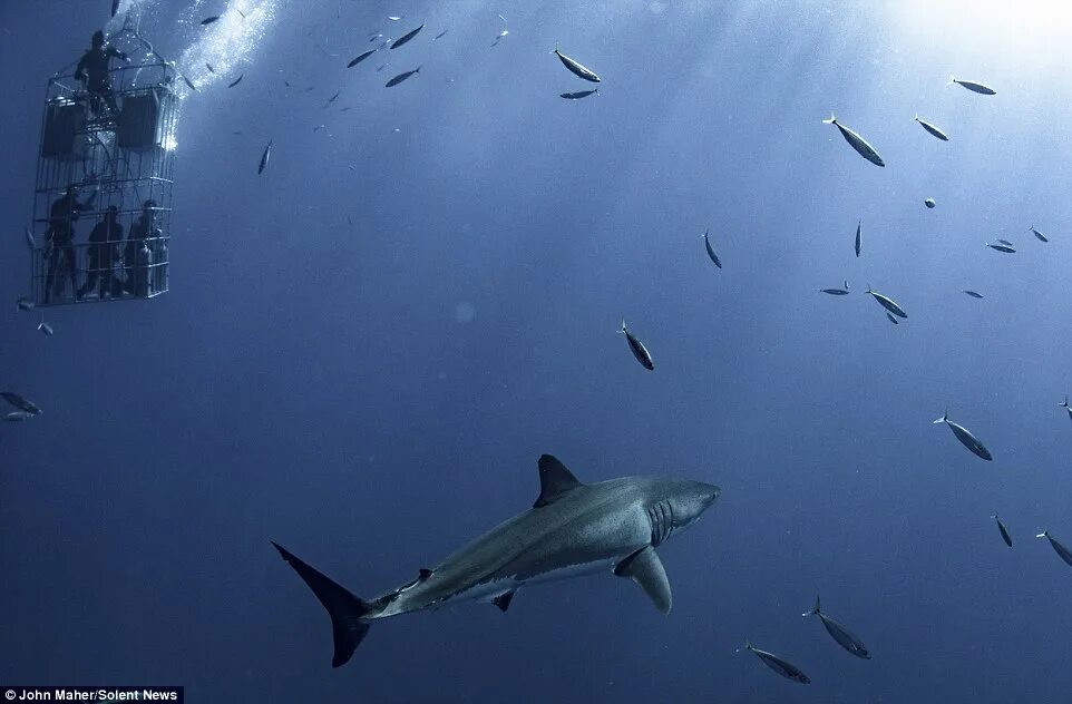 Акула под водой фото Great White shark dwarfs cage divers in stunning pictures Daily Mail Online