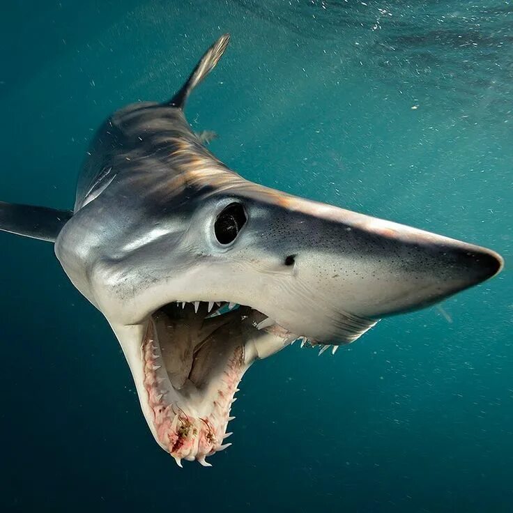Акула рыба фото 179.4 mil curtidas, 1,066 comentários - National Geographic (@natgeo) no Instagr