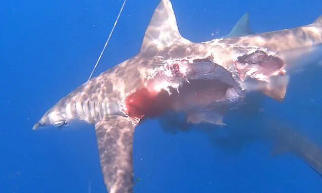 Акула сейчас фото Incredible moment shark was half-eaten by others as scientists released it into 