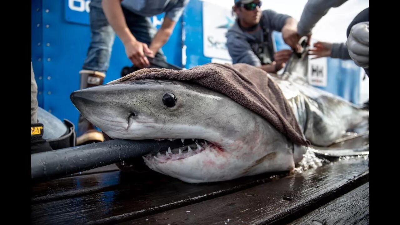 Акула сейчас фото Tagging White Shark Brunswick - YouTube