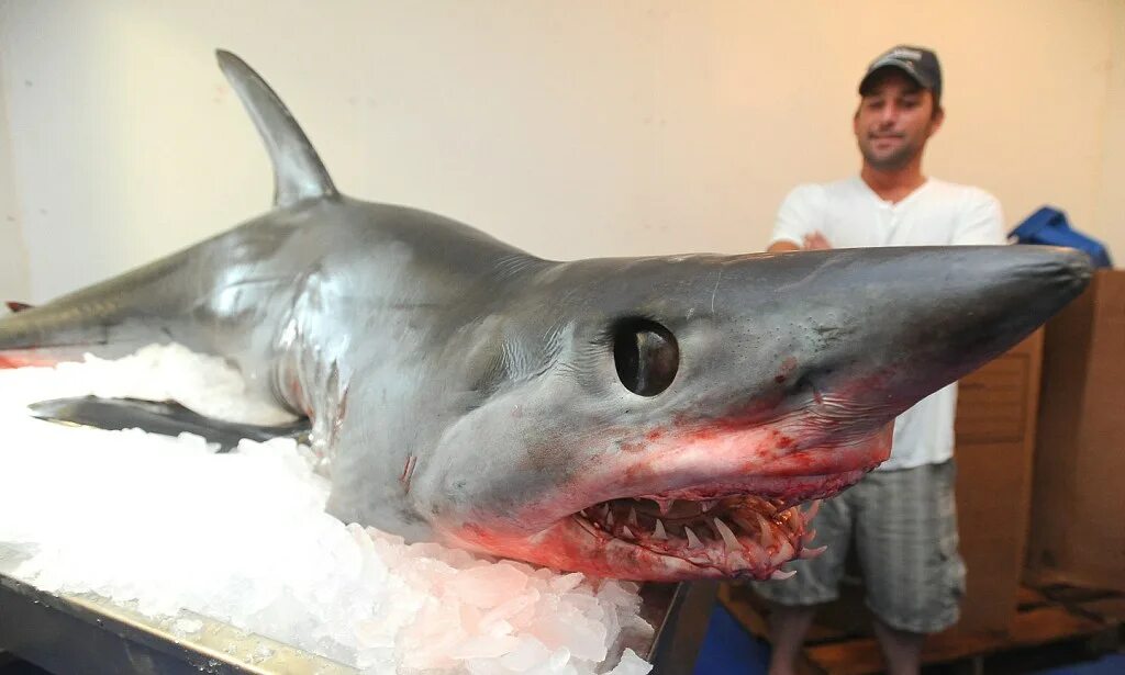 Акула сейчас фото Fisherman lands eight-foot shark after it leaps into back of his boat