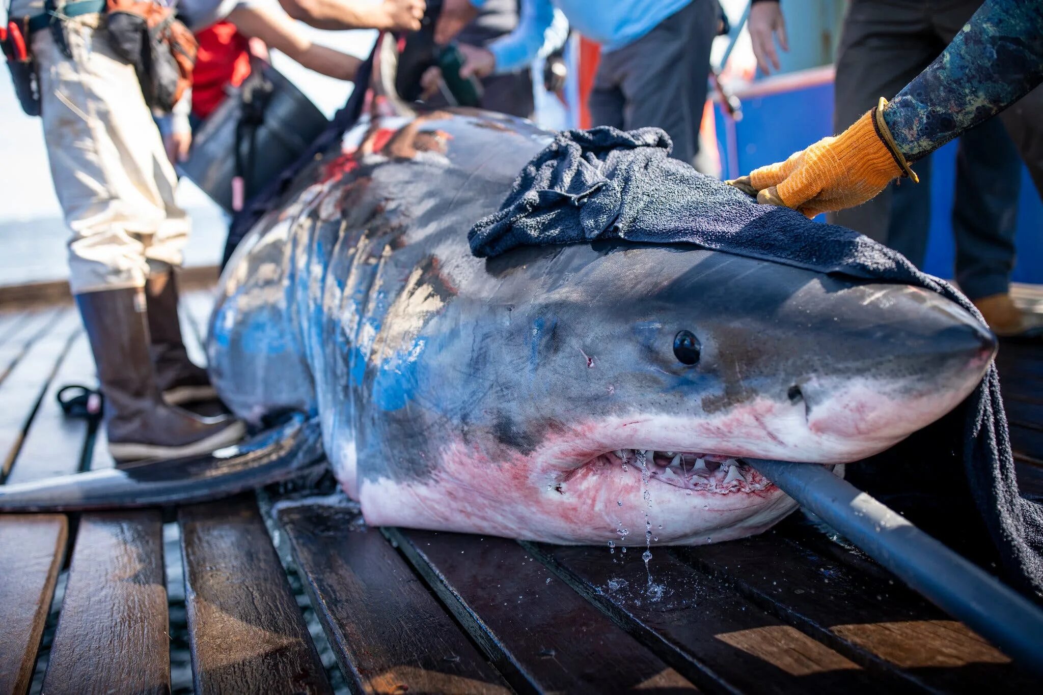 Акула сейчас фото They Wanted You to Bet on Sharks. The Odds Were Not in Their Favor. - The New Yo