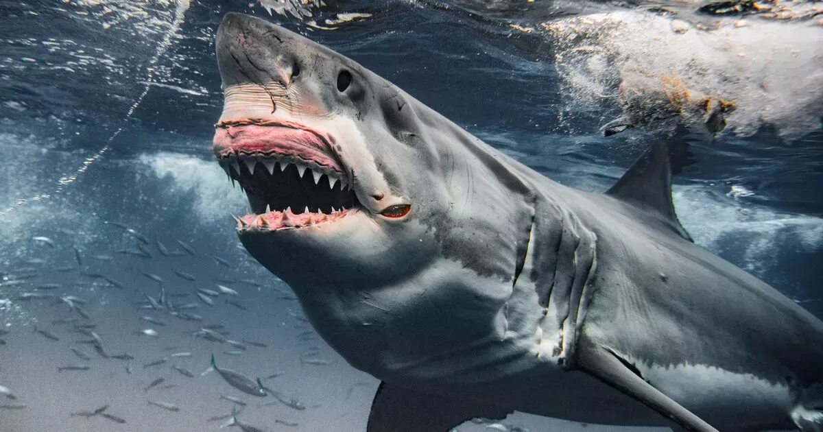 Акула сейчас фото Spine-chilling footage shows huge 12-ft great white shark nicknamed Brutus bite 
