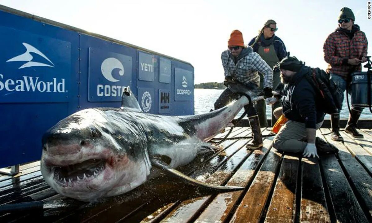 Акула сейчас фото A 1,000-pound great white shark named Ironbound is lurking off the East Coast