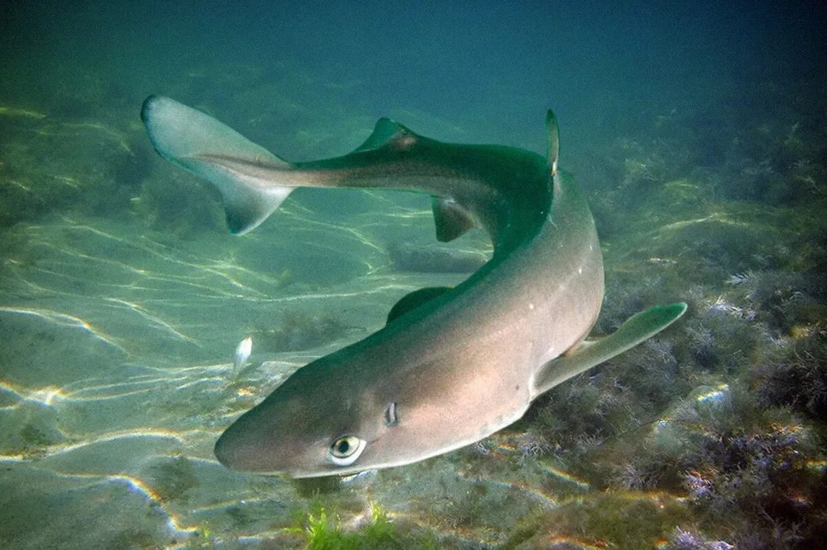 Акула в черном море какие фото Есть ли акулы в Сочи - Какие акулы водятся в Черном море
